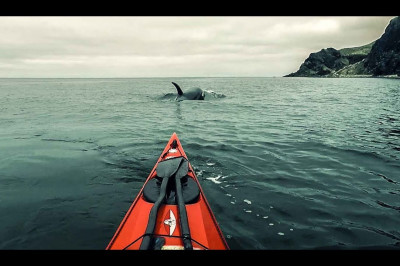 Касатки атаковали каякеров 