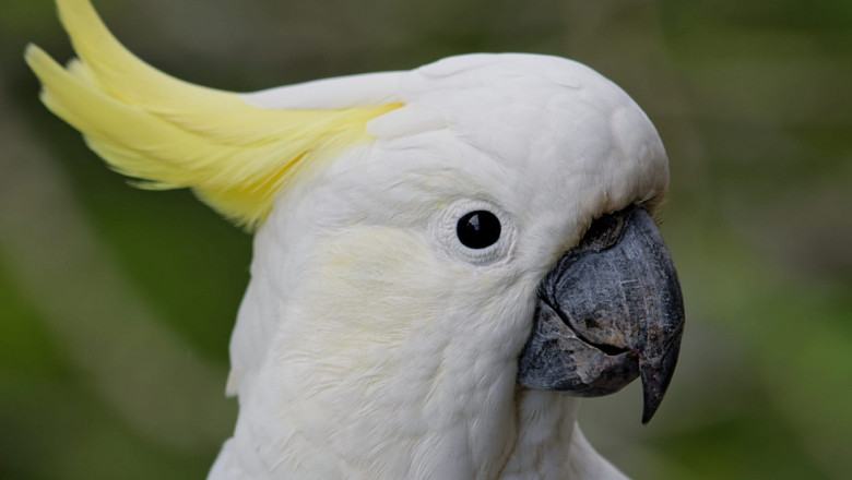 Океан и попугай 