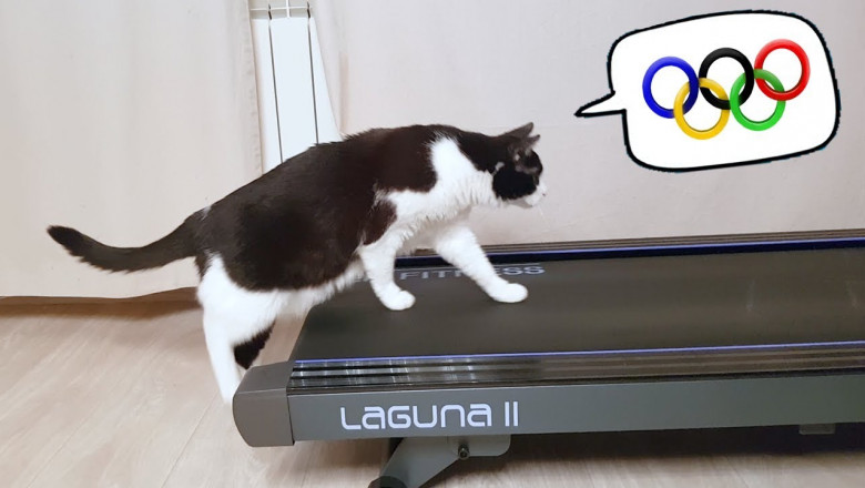 Беговая дорожка и кот 