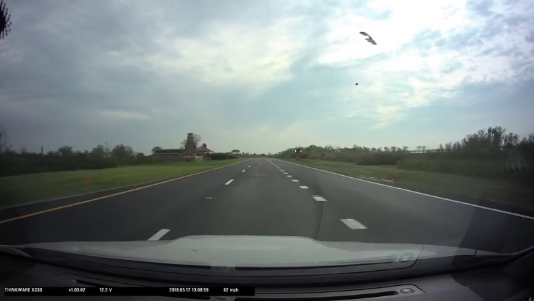 Чайка и камень 