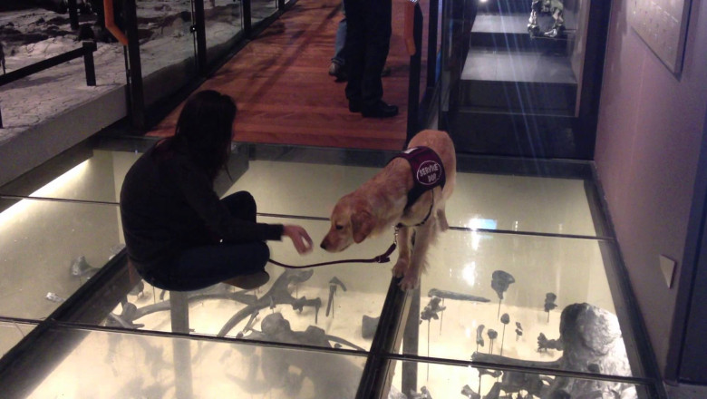 Реакция собаки на стеклянный пол 