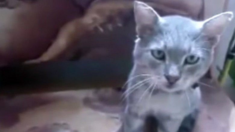 Чиханье котов  