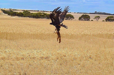 Лиса и орёл 