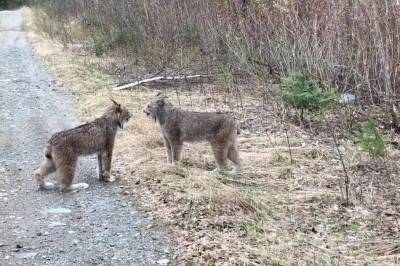Рыси выясняют отношения 