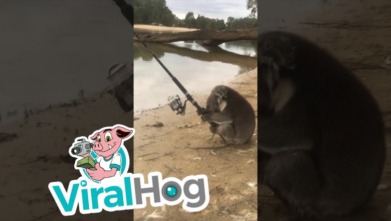 Коала решила порыбачить 