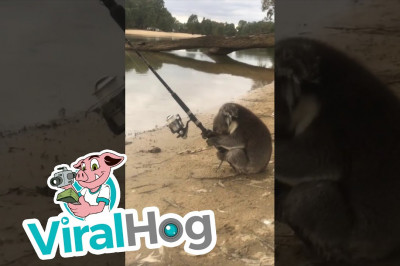 Коала решила порыбачить 