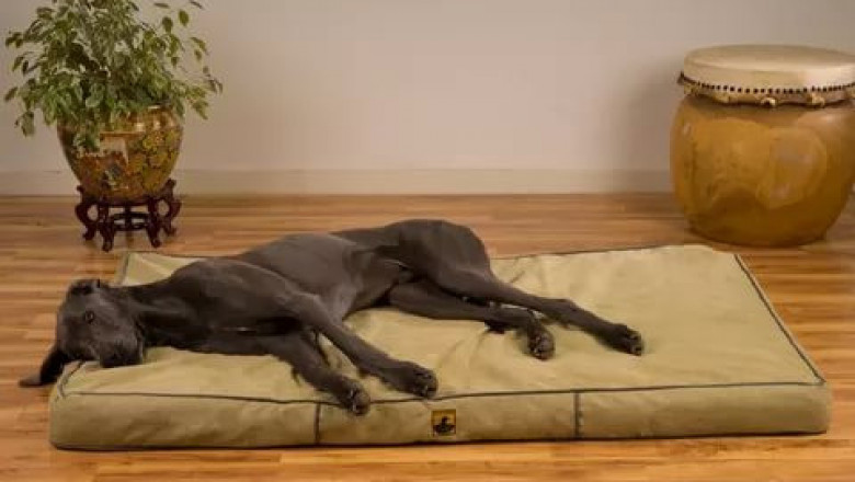 Дог знает своё дело 