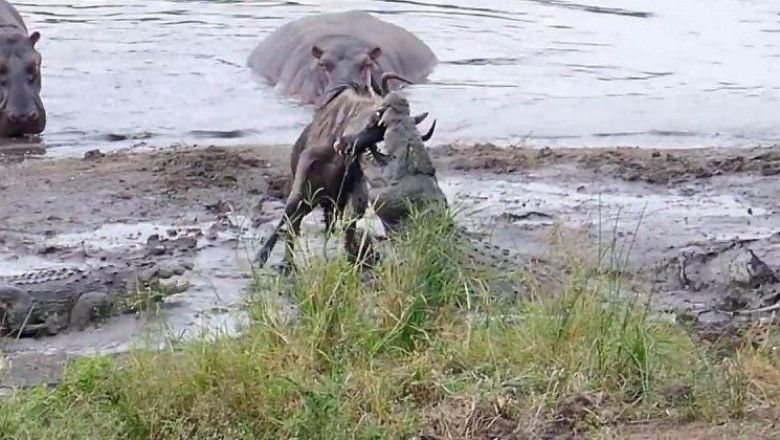 Спасение антилопы гну 