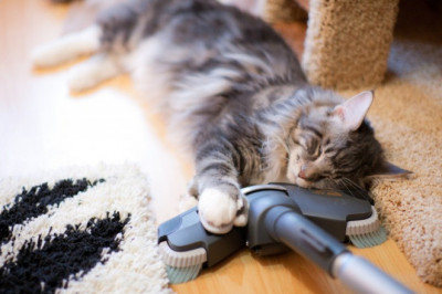 Как приятель отучил кота бояться пылесоса 