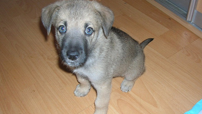 Воспитание щеночка 