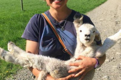 Счастливый ягнёнок 