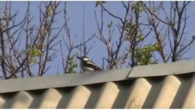 Дятел - террорист 