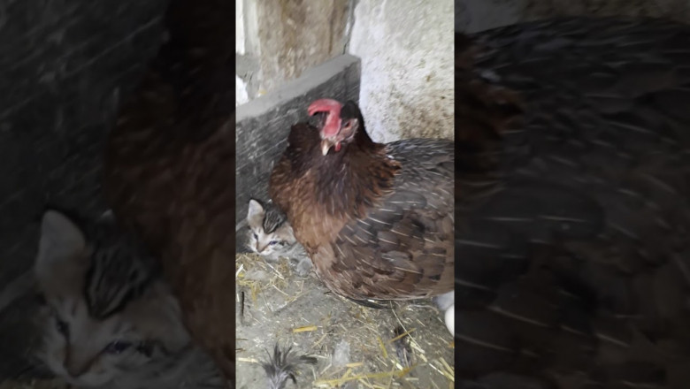 Котята в курятнике 