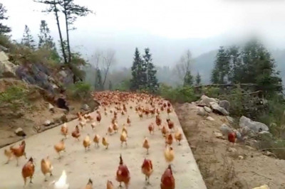 Куры летят на звук свистка 