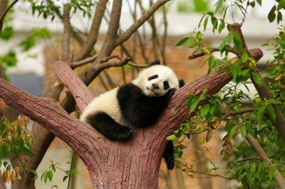 Сонная пандочка 