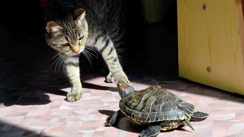 Черепаха  атакует котов 