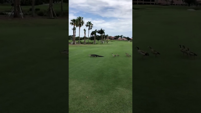 Гуси прогоняют аллигатора 