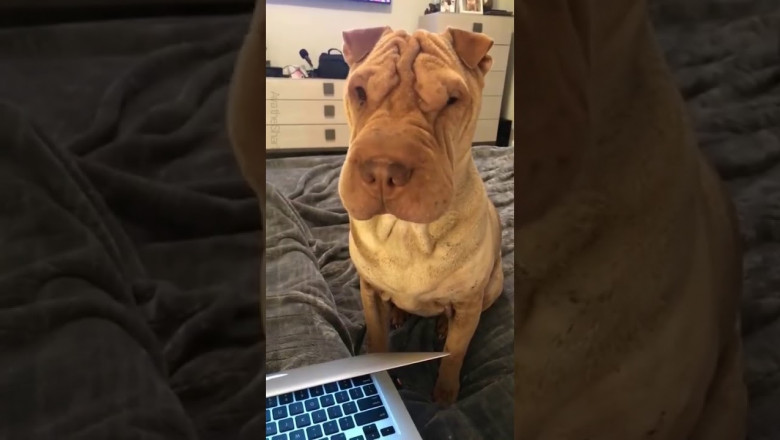 Деликатный шарпей 