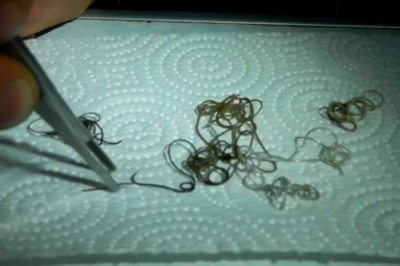 Страшная находка в теле саранчи 