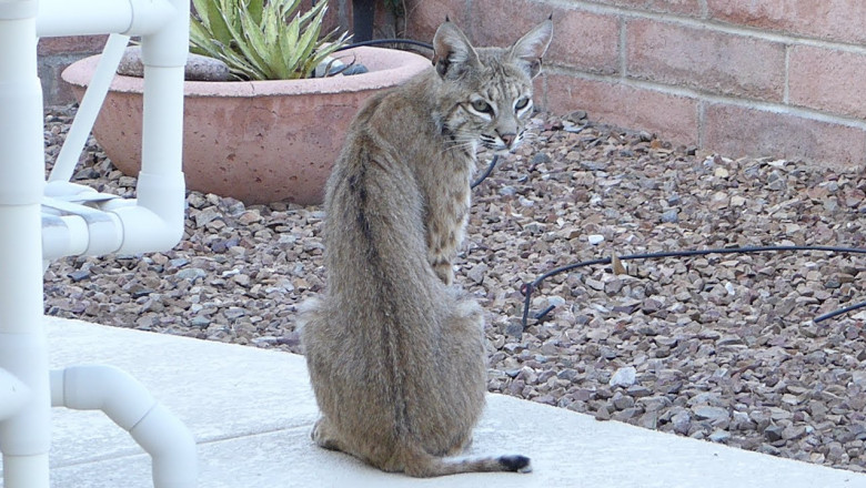 Непрошеная гостья 