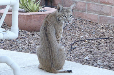 Непрошеная гостья 