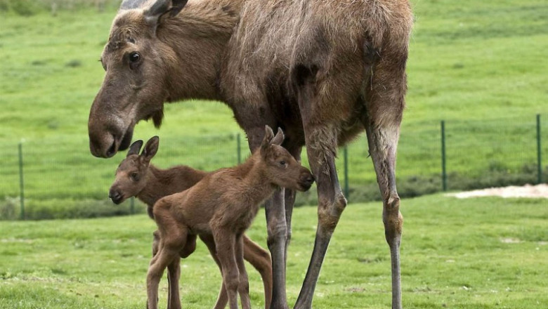 Лосиха явно не любит велосипедистов 