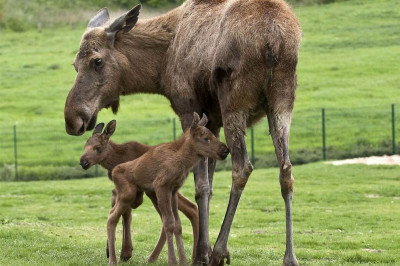 Лосиха явно не любит велосипедистов 