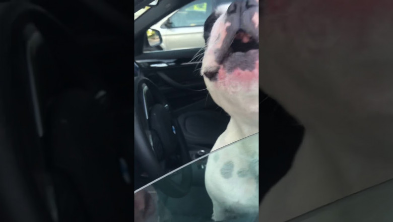 Французский бульдог покорил Сеть свои пением 