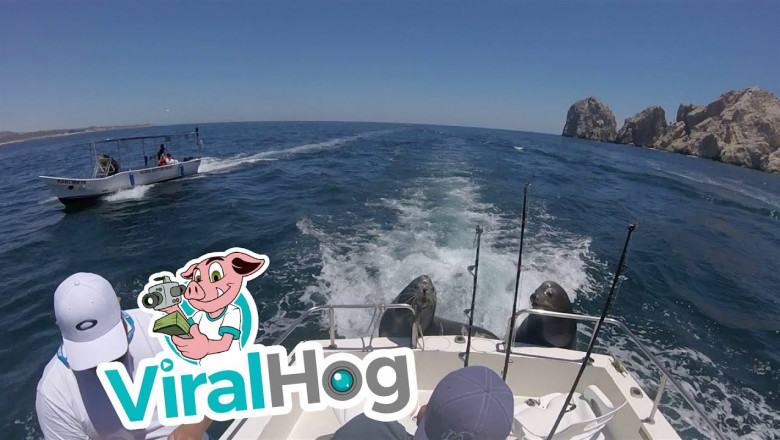 Два морских льва нагло выпрашивают рыбу