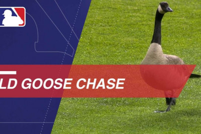 Гусь в резался в табло 