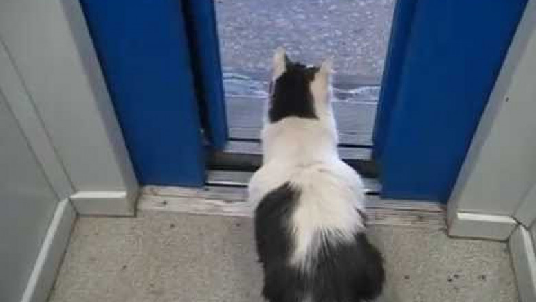 Ленивый кот научился пользоваться лифтом 