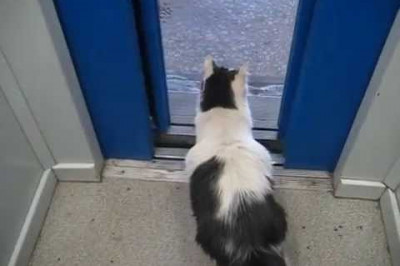 Ленивый кот научился пользоваться лифтом 