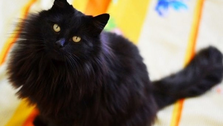 Обман хозяина раскрыт 