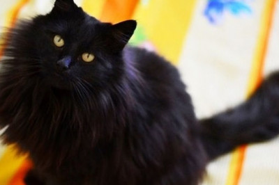 Обман хозяина раскрыт 