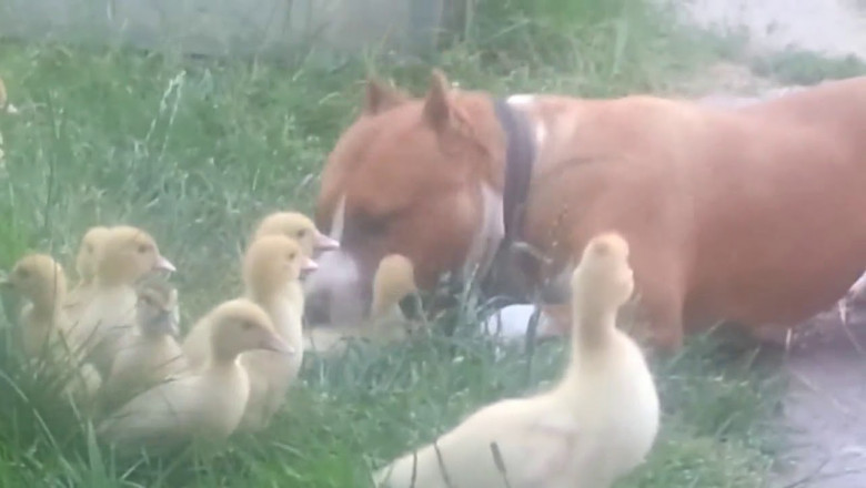 Утята и питбуль 