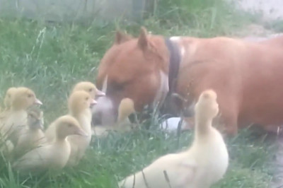 Утята и питбуль 