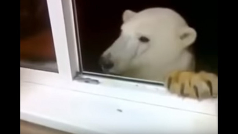 Мишка пришёл в гости 