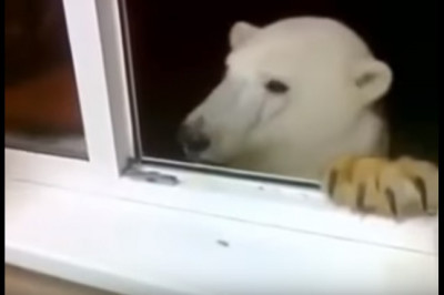 Мишка пришёл в гости 