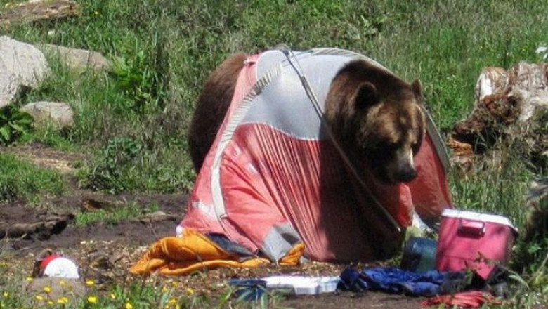 Медведь нашёл чем поживиться 