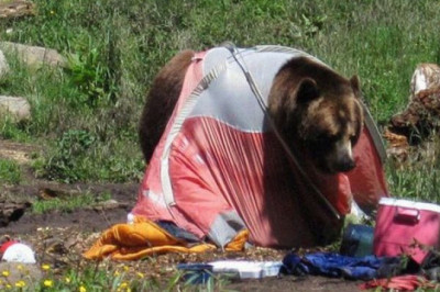 Медведь нашёл чем поживиться 