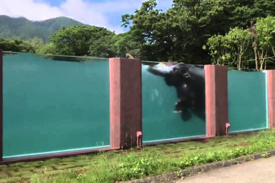 Бассейн для слонов 