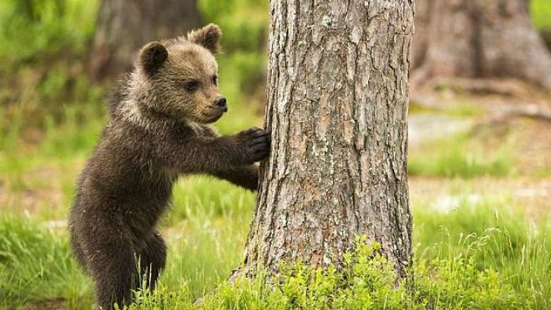 Заблудившийся медвежонок 