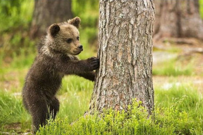 Заблудившийся медвежонок 