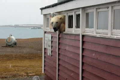 Переевший белый медведь застрял в окне 