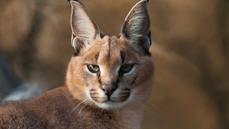 Рысь в подъезде 