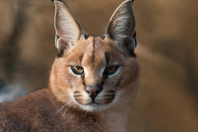 Рысь в подъезде 