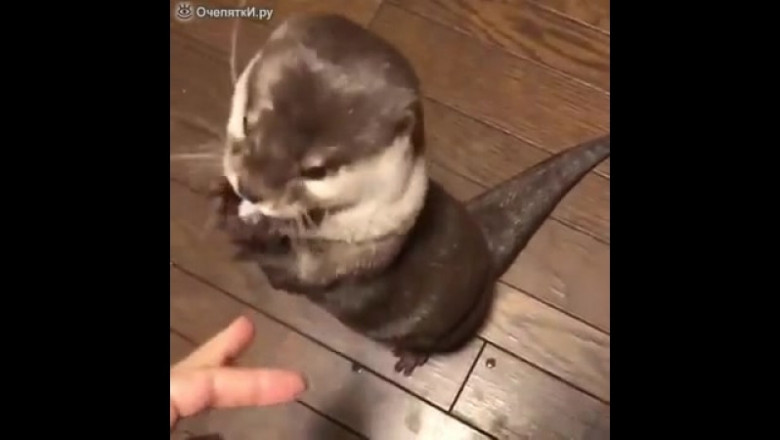 Кушать хочу !