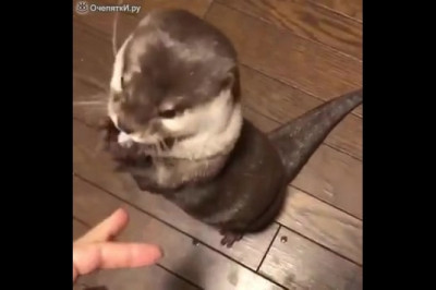 Кушать хочу !