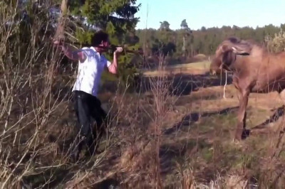 Как можно испугать лося 