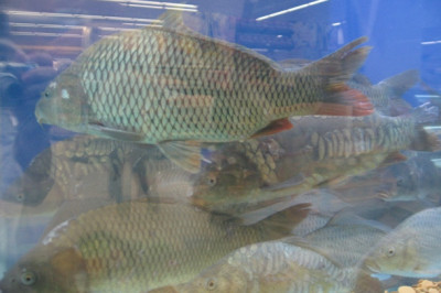 Как определить свежесть рыбы ? ...